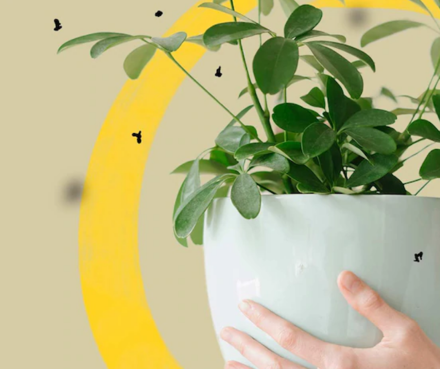 How to Get Rid of Fungus Gnats in Houseplants Potting Soil 