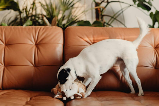 dog with houseplants on couch