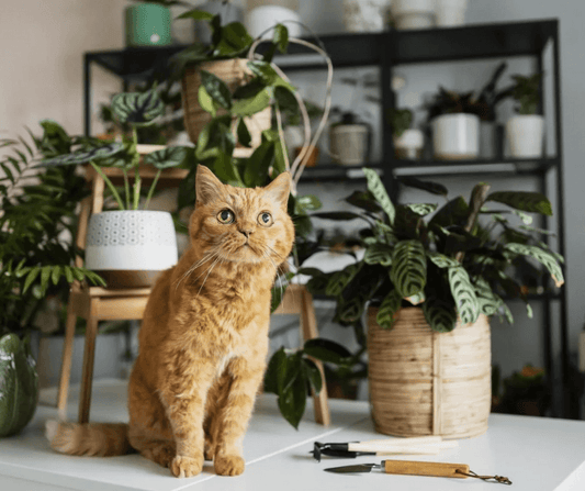 Pet-friendly Plants:What’s Safe for Your Fur Baby?