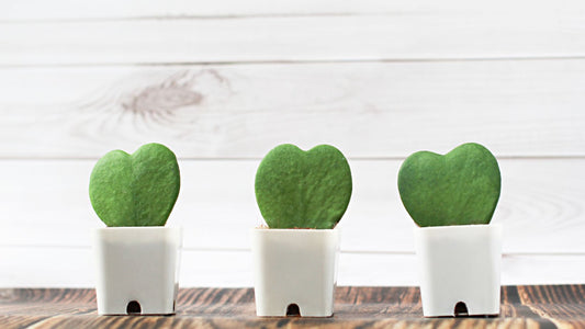 Surprise Your Love with these 5 Unique Valentine's Gift Ideas