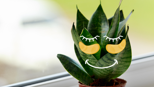 self care sunday for plants