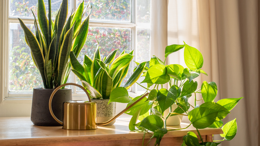Medium Light Houseplant Guide