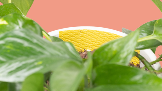 We The Wild flying pest trap
