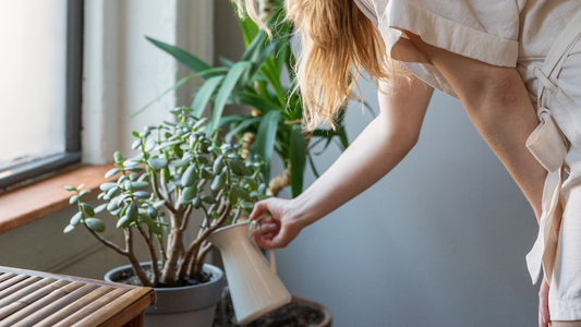 Woman watering plants in winter