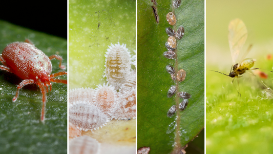 Guide to Eliminating Houseplant Pests in Winter