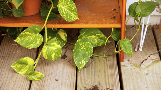 Pothos vine stretching across the ground