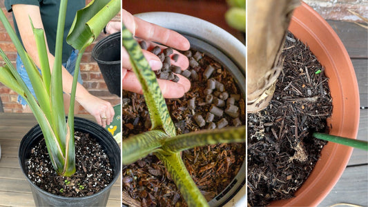 How to Improve The Soil Quality for Your Houseplants