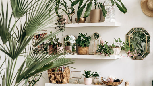 Plant Decor: 5 Unique Ways to Bring the Outdoors In