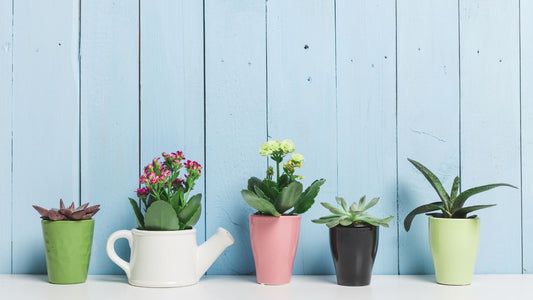 Easy Tips to Take Care of Your Succulents