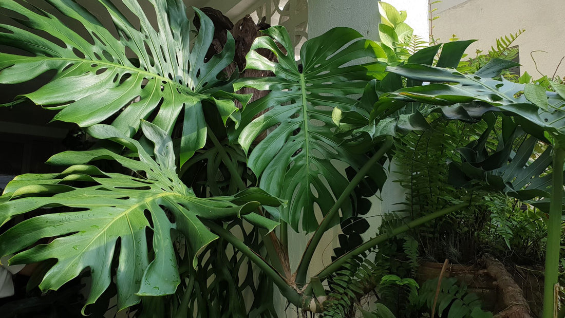 Monstera Care Cheatsheet