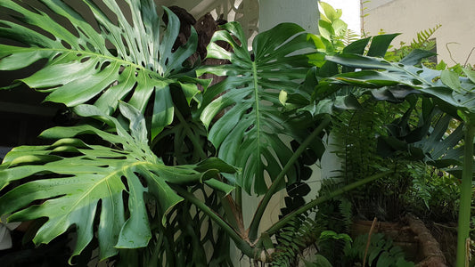 Monstera Care Cheatsheet
