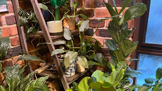 How to Grow a New Plant from A Cutting