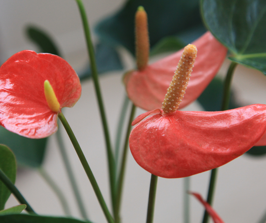 5 Must-Have Plant Gifts You’ll Probably Want to Keep For Yourself