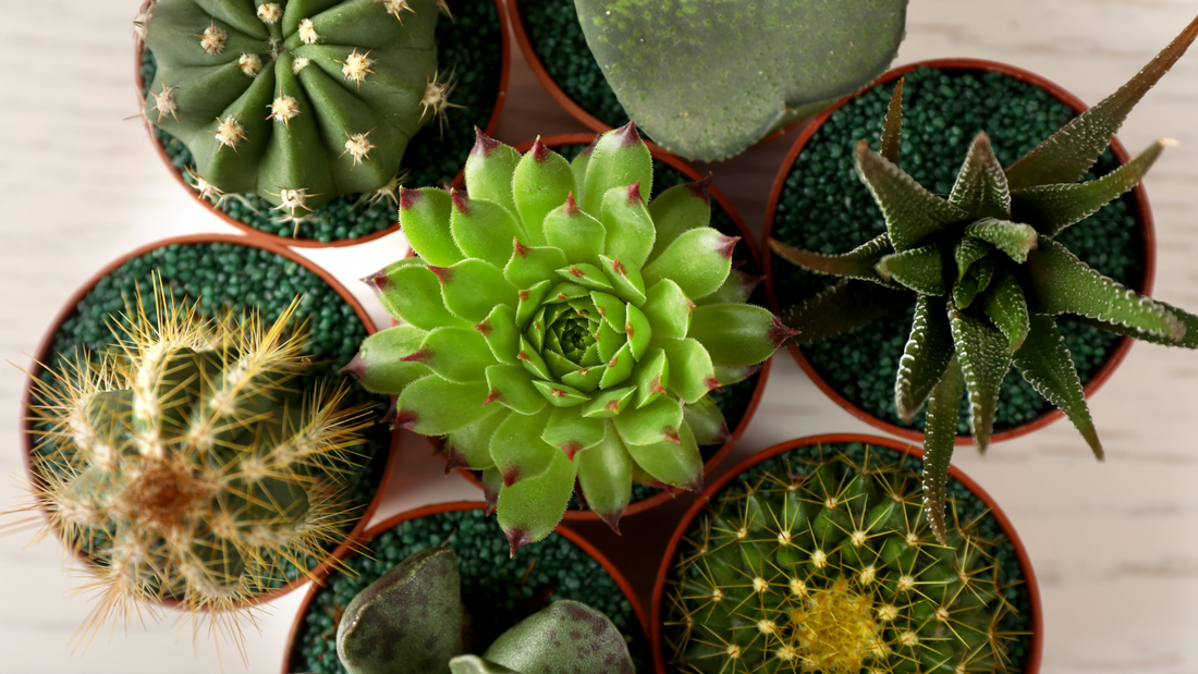 Cacti Plant Care and Lighting Needs, direct light.