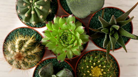 Cacti Plant Care and Lighting Needs, direct light.