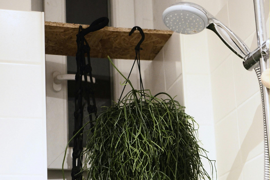 How To Water Houseplants In the Shower. A Step By Step Guide.