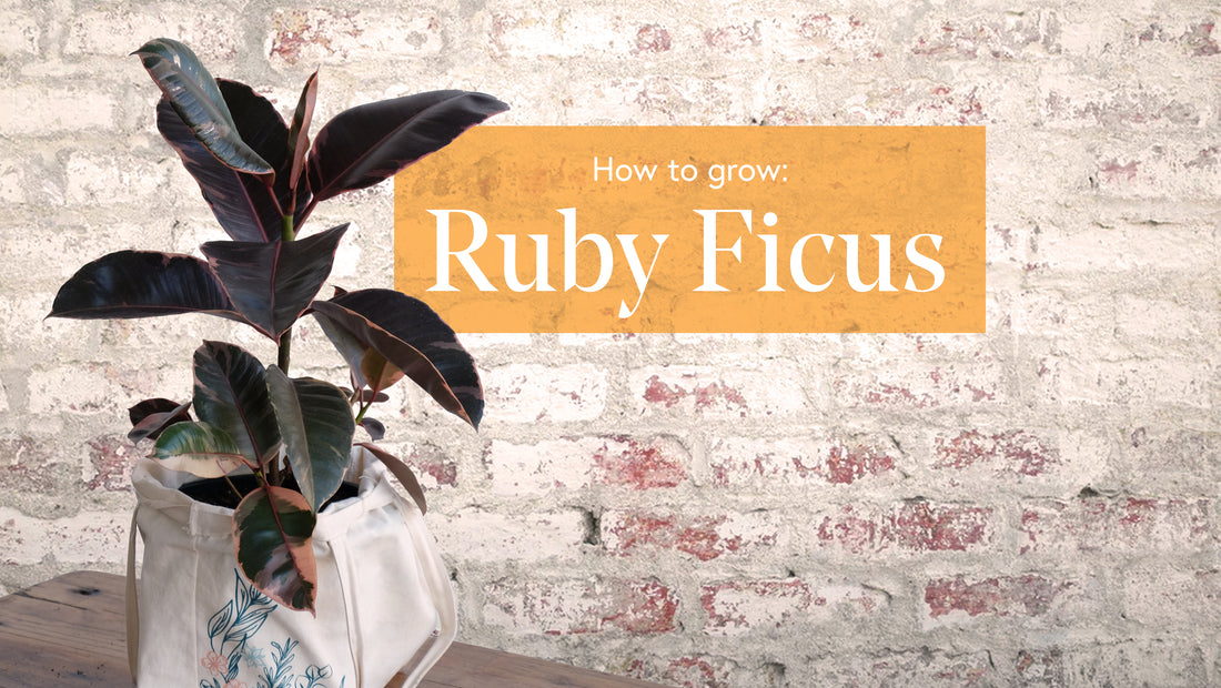 How to grow the perfect Rubber Tree