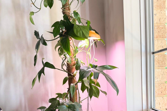 Why Do My Houseplants Look So Leggy? (And How to Fix It!)