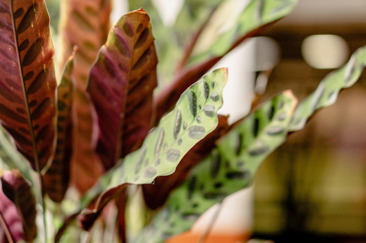 3 Unique Air-Purifying Houseplants For Indoor Gardening