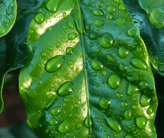 What are the benefits of rainwater for houseplants?