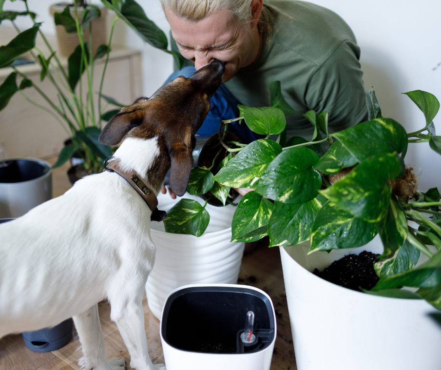 Dog online eating houseplants