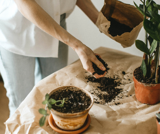 Save money AND be more sustainable with these 5 houseplant tips