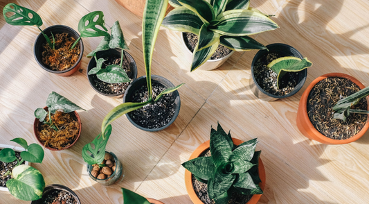 Read This Budget Friendly Gardening Guide