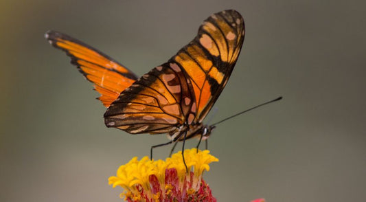 What are pollinators and how can you help save them?