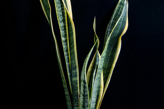 3 Easy Low Light Plants To Grow At Home