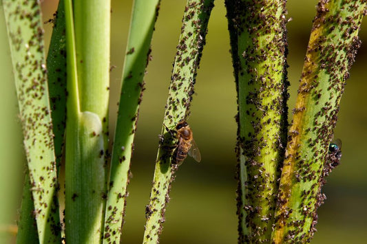 aphids