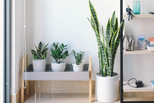 How to Get Plants For Free!