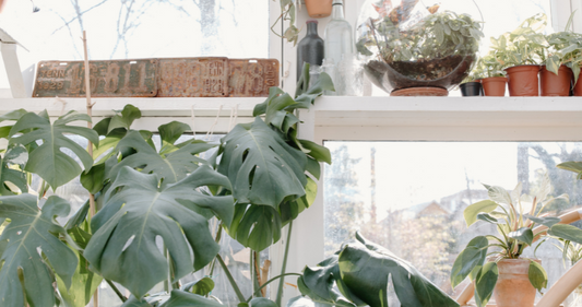Here's how to protect your houseplants from the cold