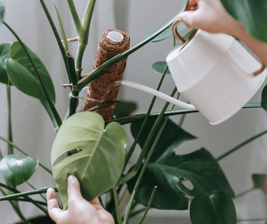 Prepare your plants for Spring with these 4 easy tips