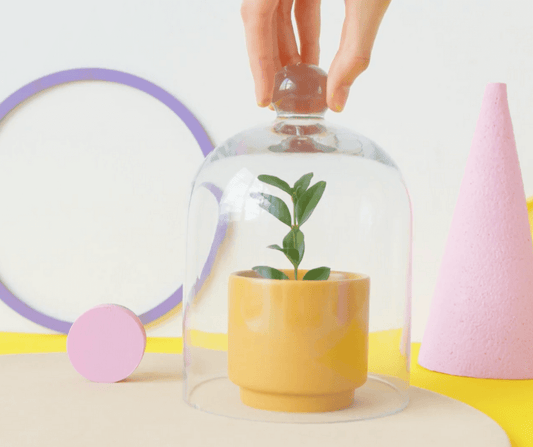 How to Increase Humidity for Your Indoor Plants