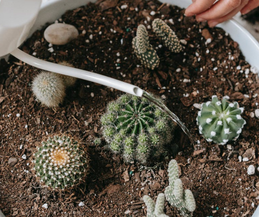 Why does overwatering harm houseplants?