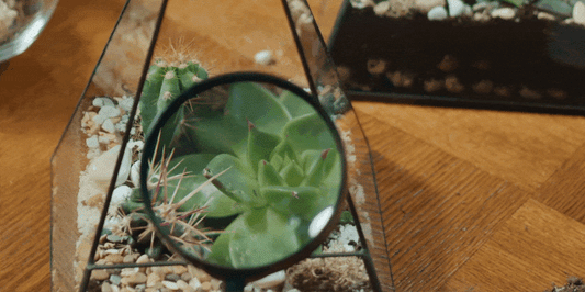 YOUR most common plant questions, answered!