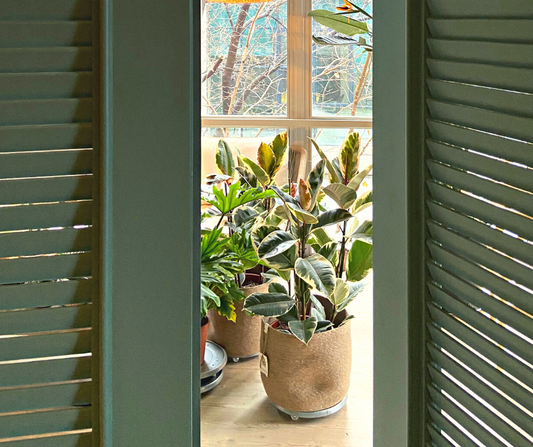 Spring Houseplant Guide for Tasmania