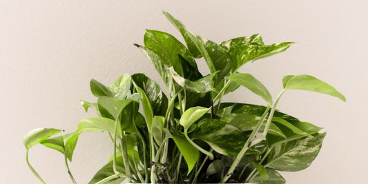 How To Care For Plants In Autumn