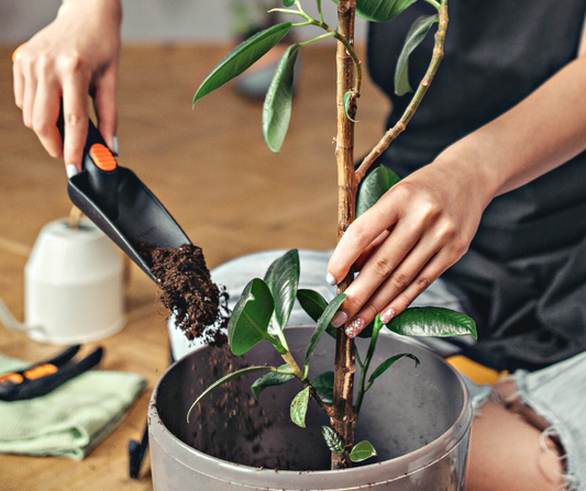Spring Houseplant Guide for Western Australia