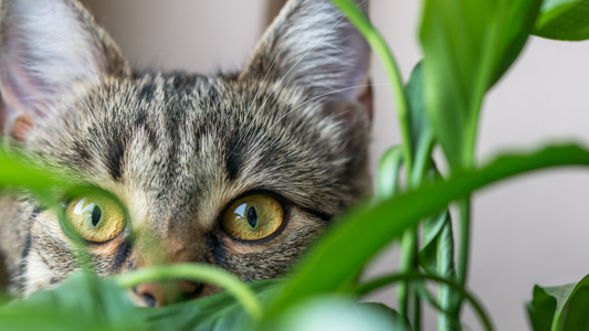 Top 4 pet friendly statement houseplants!