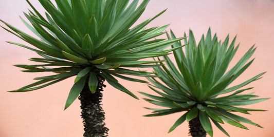 Make a statement with 3 TREES you can grow inside!