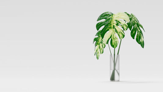 Thriving Houseplants Made Easy: Q&A with a We The Wild Plant Specialist
