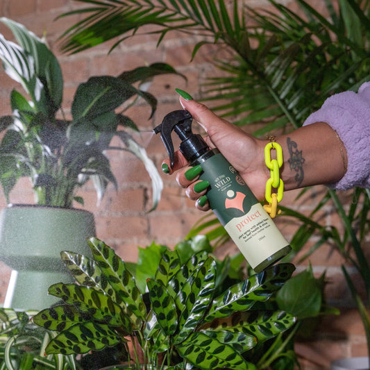 How Does Lemon Myrtle Help Houseplants? About This Secret Ingredient