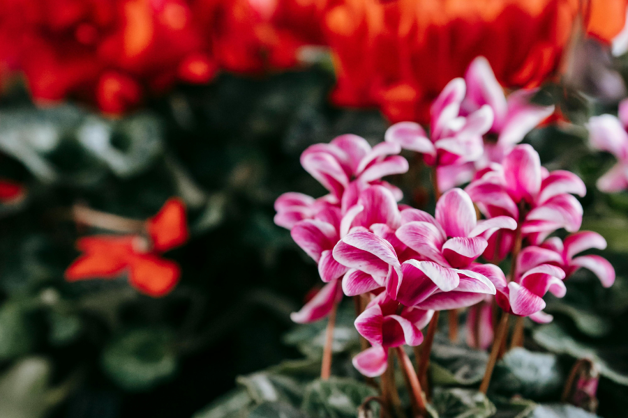 3 Houseplants That Flower in Winter (And How to Get Them to Bloom!)