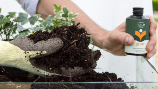 earthworm castings