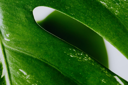 Why Do Houseplants Have Holes In The Leaves? A Guide To Fenestrations.