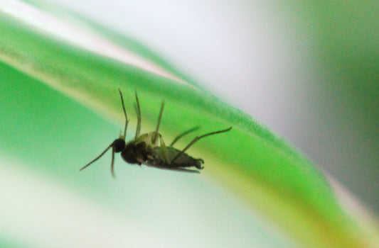 Can Fungus Gnats Harm You or Your Houseplants?