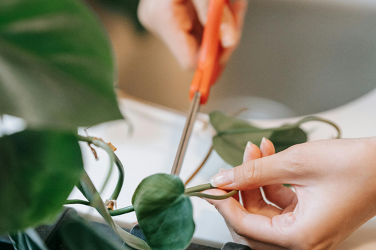 When Should I Prune My Houseplants? Tips To Stop You Freaking Out!