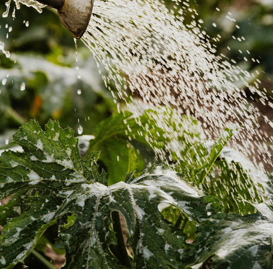 Rain vs Tap Water: What's The Difference And What Do Houseplants Prefer?