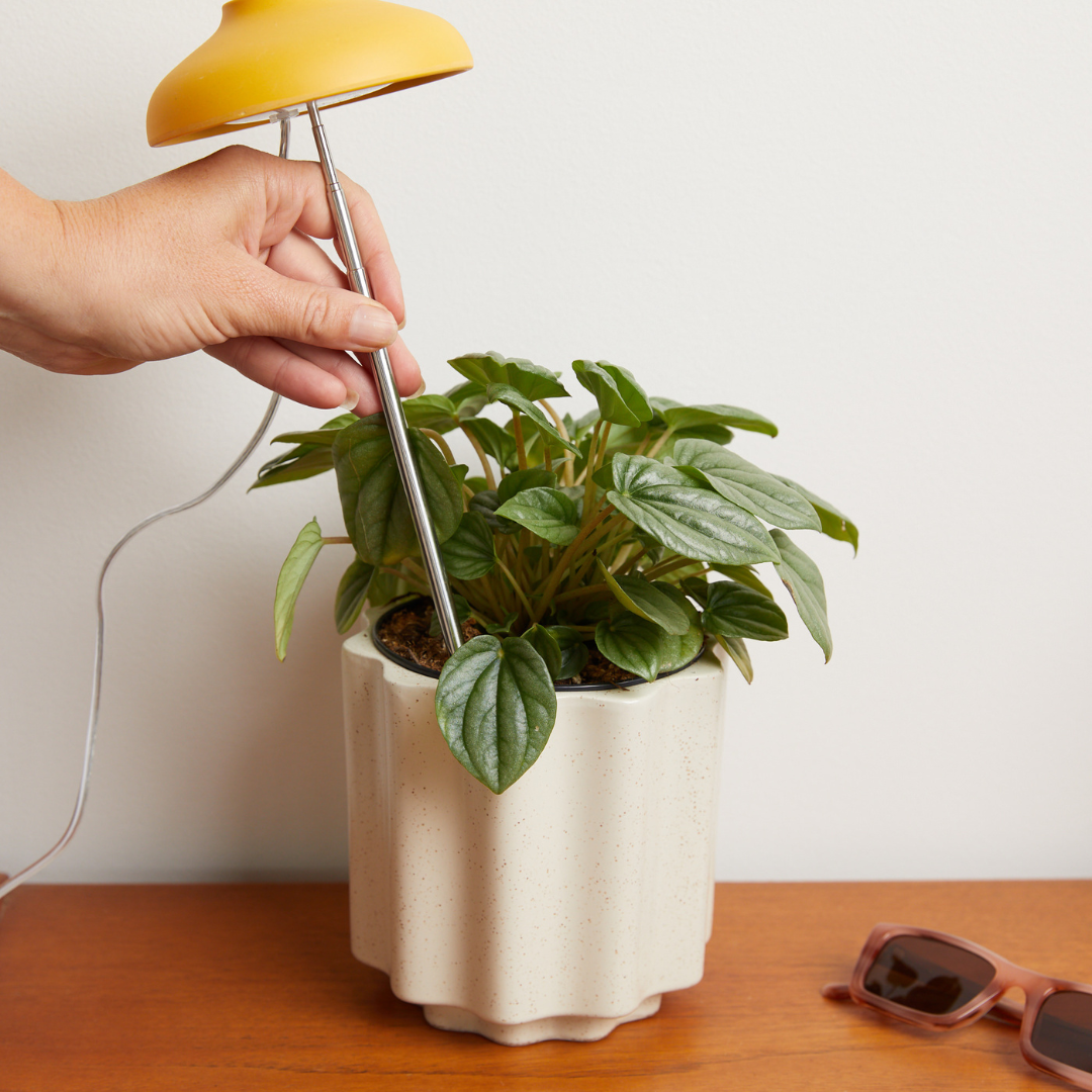 Spring Plant Growth Kit